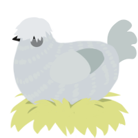 A mist and silver chicken with a bar pattern