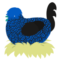 A ultramarine and sable chicken with a double-lace pattern