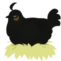 A black chicken with a head pattern