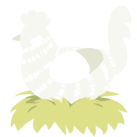 Fleet, a white chicken with a bar pattern