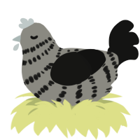 Slate, a ash and black chicken with a bar pattern
