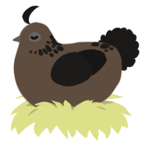 Sad colorless thing, a bark and sable chicken with a neck-speckle pattern