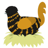 (unnamed), a sable and ochre chicken with a bar pattern
