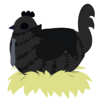 Hades, a mist chicken with a bar pattern