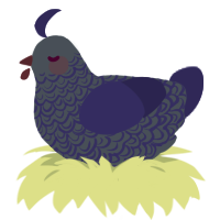Micci, a ash and overcast chicken with a double-lace pattern