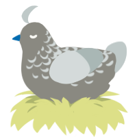 City Pigeon, a ash and silver chicken with a half-lace pattern