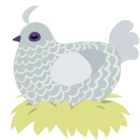Ash, a silver and mist chicken with a lace pattern