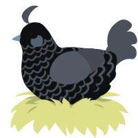 Pneuma, a black and grey chicken with a lace pattern