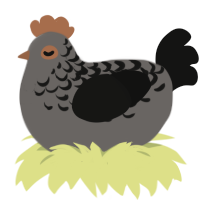 Pierre, a grey and black chicken with a half-lace pattern
