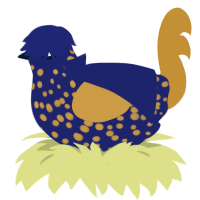 Vladimir, a navy and gold chicken with a speckle pattern