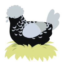 A black and white chicken with a half-lace pattern
