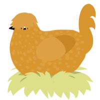 A orange chicken with a speckle pattern