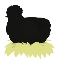 New Moon, a black chicken