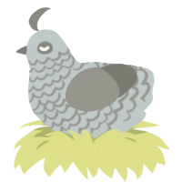 Stone, a silver and ash chicken with a lace pattern