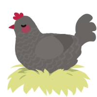 Blush, a grey chicken with a lace pattern