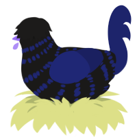 (unnamed), a sable and navy chicken with a bar pattern