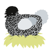 SD, a black and mist chicken with a double-lace pattern