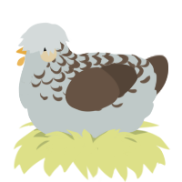 A silver and bark chicken with a half-lace pattern