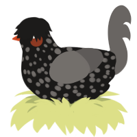 (unnamed), a sable and grey chicken with a speckle pattern