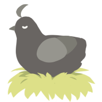 A grey and ash chicken