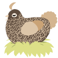 (unnamed), a bark and beige chicken with a double-lace pattern