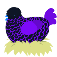 blurple on steroids, a sable and fuchsia chicken with a lace pattern