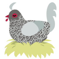 Ashes, a grey and silver chicken with a double-lace pattern