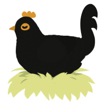 jungle mynah, a black chicken with a lace pattern