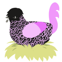 emo cotton candy, a sable and lavender chicken with a double-lace pattern