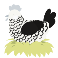A white and sable chicken with a lace pattern