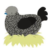 A ash and sable chicken with a double-lace pattern