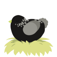 Black Velvet, a sable and ash chicken with a neck-speckle pattern