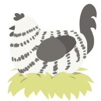 Oreo Mcflurry, a white and grey chicken with a bar pattern