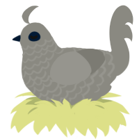 gwey, a ash chicken with a lace pattern