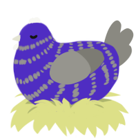 A indigo and ash chicken with a bar pattern