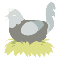 A ash and silver chicken with a head pattern