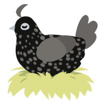 Comet, a black and grey chicken with a speckle pattern