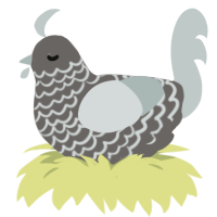 Gravel, a grey and silver chicken with a lace pattern