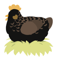 Blackbird, a black and bark chicken with a half-lace pattern