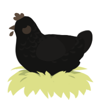 A black and sable chicken with a half-lace pattern
