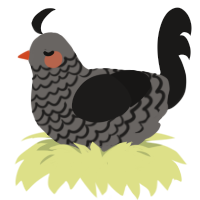 (unnamed), a grey and sable chicken with a lace pattern