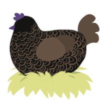 hmmmm, a black and bark chicken with a double-lace pattern
