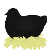 Aandeg, a black and sable chicken with a half-lace pattern