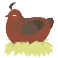 Sparrow, a russet and bark chicken with a half-lace pattern
