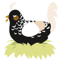 A sable and cream chicken with a half-lace pattern