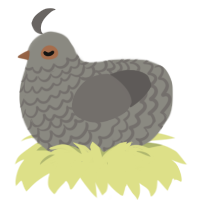 A ash and grey chicken with a lace pattern