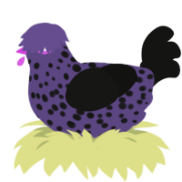 A overcast and black chicken with a speckle pattern