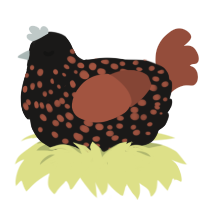 black and tan, a sable and russet chicken with a speckle pattern