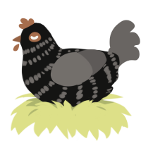 (unnamed), a black and grey chicken with a bar pattern