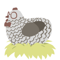Chorb GMonet, a white and grey chicken with a lace pattern